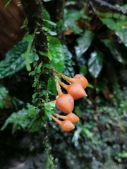 Image of Besleria robusta