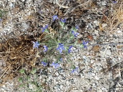 Eriastrum sapphirinum