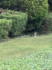 Sciurus carolinensis