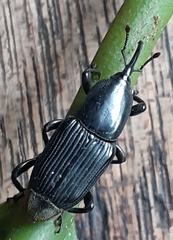 Odoiporus longicollis