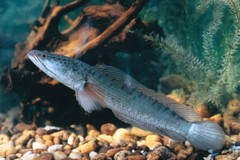 Striped Snakehead photo 2