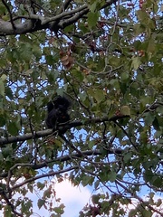 Sciurus carolinensis