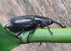 Odoiporus longicollis