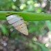 Mesembrinus tropicalis - Photo (c) Jonh Arias, some rights reserved (CC BY-NC), uploaded by Jonh Arias