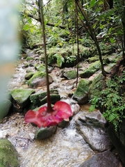 Palicourea correae