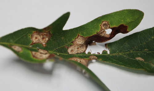 Oak Wart Gall Wasp photo 5