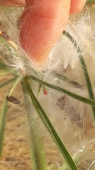 Oncopeltus fasciatus