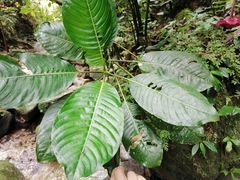 Palicourea correae