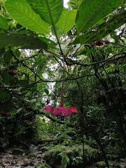 Palicourea correae