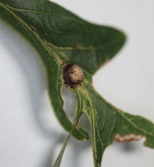 Andricus quercusutriculus