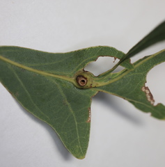 Andricus quercusutriculus