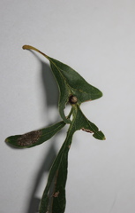 Andricus quercusutriculus