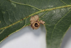 Andricus quercusutriculus