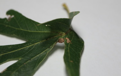 Andricus quercusutriculus