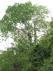 Bertholletia excelsa