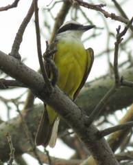 Pitangus sulphuratus