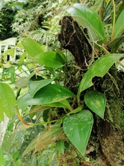 Anthurium vallense