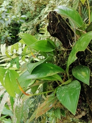 Anthurium vallense