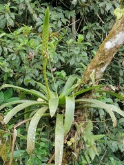 Image of Werauhia gladioliflora