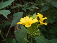 Barleria oenotheroides
