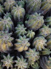 Euphorbia horrida