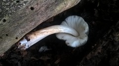 Pluteus salicinus