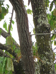 Bertholletia excelsa