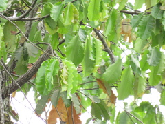 Bertholletia excelsa