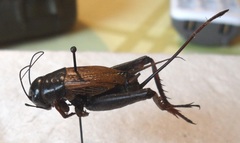 Gryllus firmus