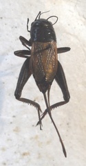 Gryllus firmus
