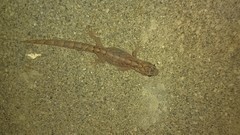 Christinus marmoratus