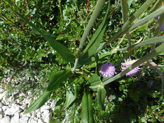 Knautia longifolia