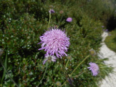 Knautia longifolia