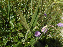 Knautia longifolia