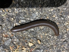 Narceus americanus