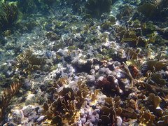Acropora cervicornis