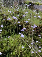 Utricularia grampiana