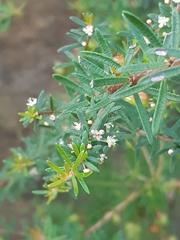 Micrantheum ericoides