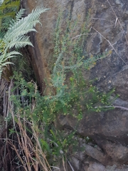 Micrantheum ericoides