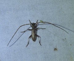 Didymocantha obliqua