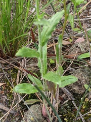 Wahlenbergia gracilenta