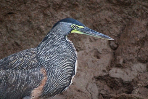Tigrisoma mexicanum