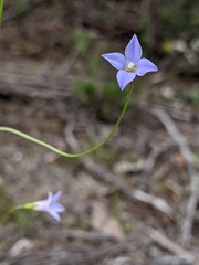 Wahlenbergia gracilenta