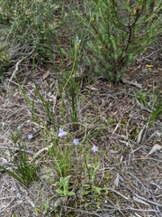 Wahlenbergia gracilenta