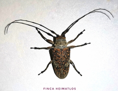 Lochmaeocles callidryas