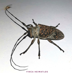 Lochmaeocles callidryas