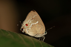 Strephonota syedra