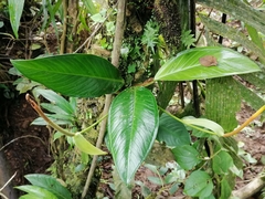 Anthurium vallense