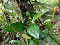 Anthurium vallense