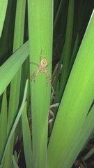 Neosparassus calligaster